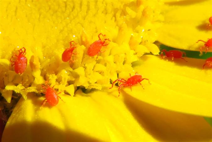 Balaustium sp. (Erythraeidae)